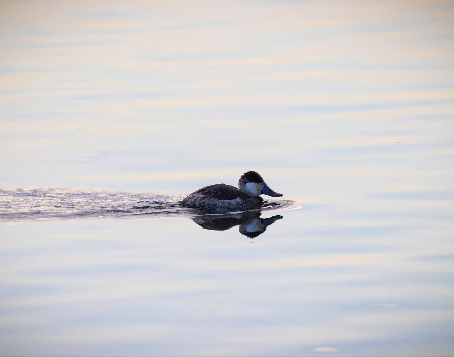 Ruddy Drake Reflection