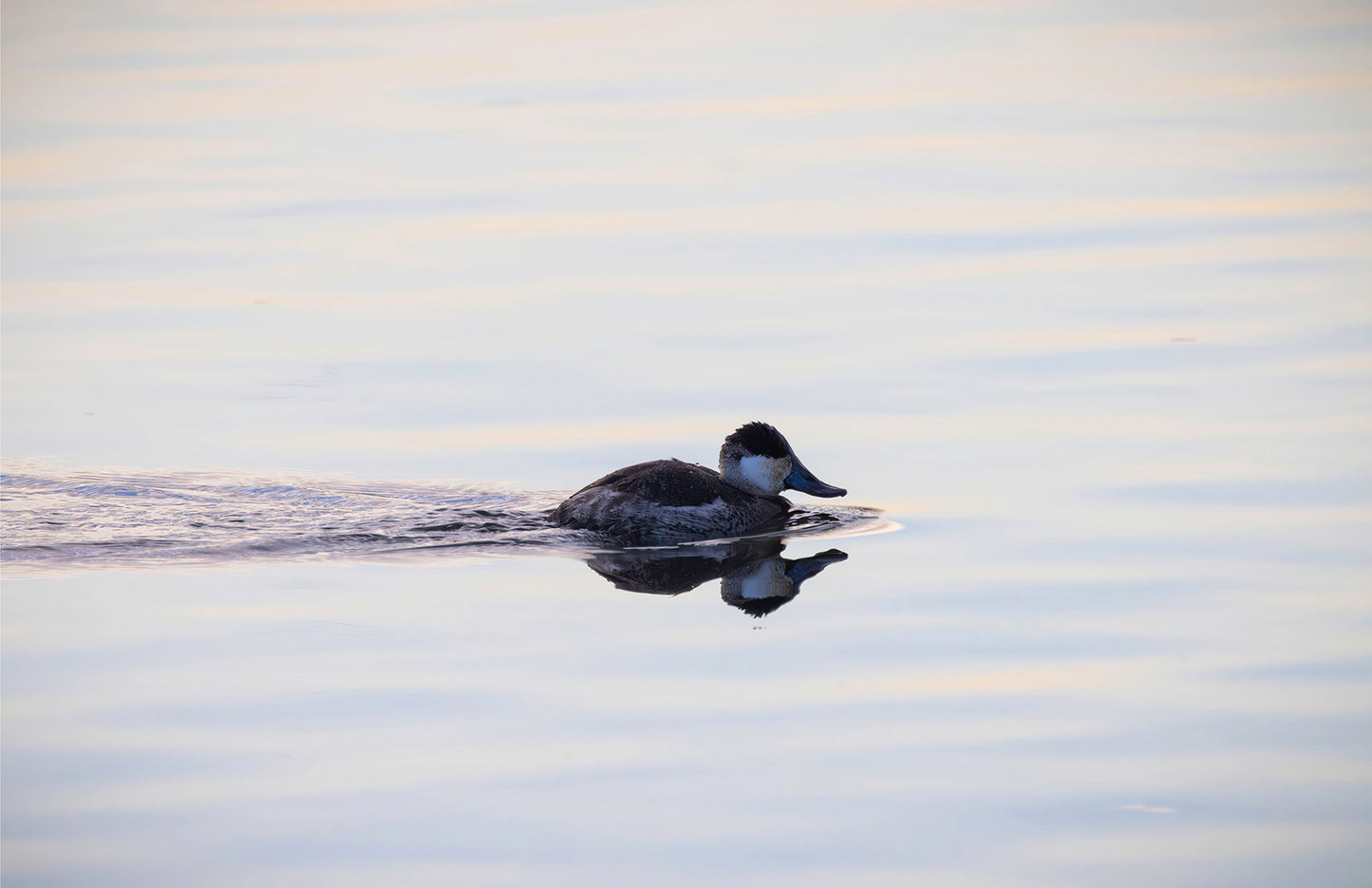 Ruddy Drake Reflection