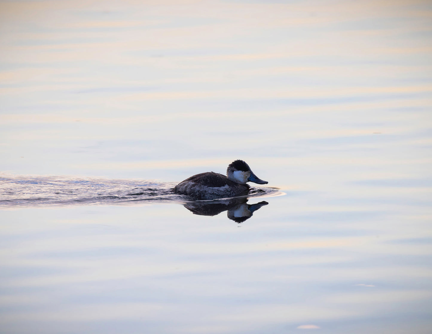 Ruddy Drake Reflection