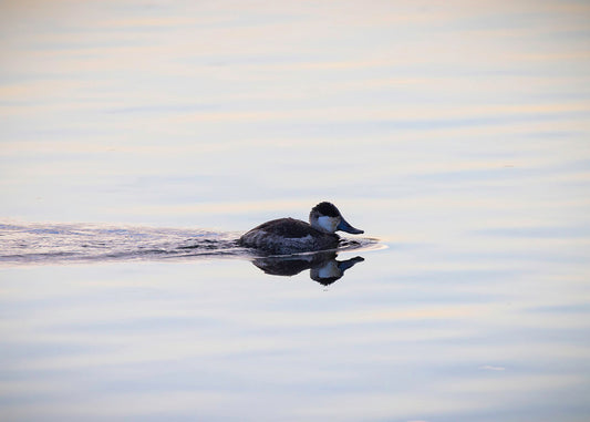 Ruddy Drake Reflection