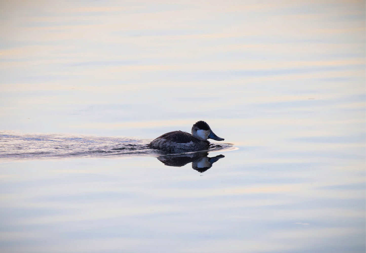 Ruddy Drake Reflection