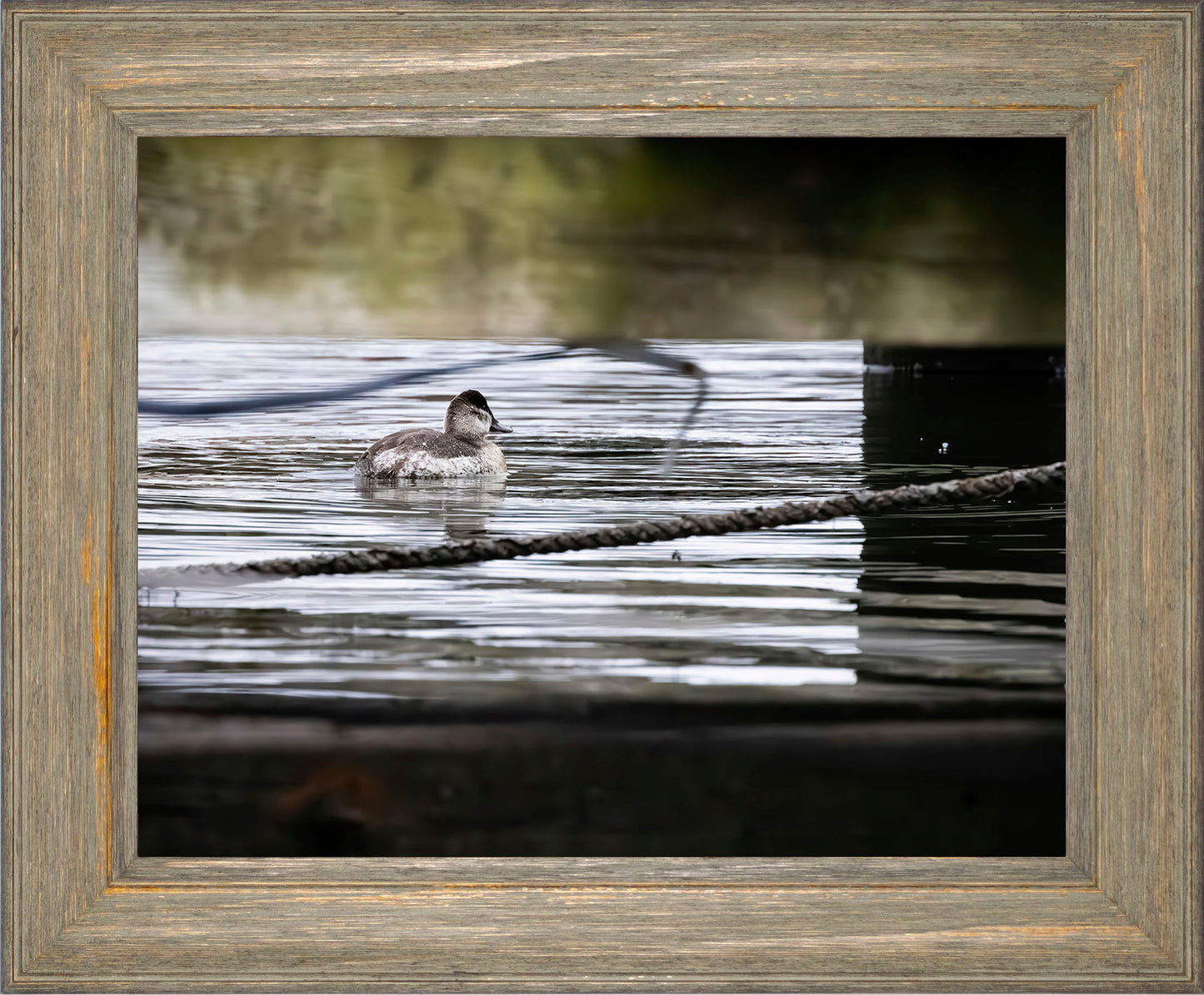 Ruddy Hen Under the Pier #1