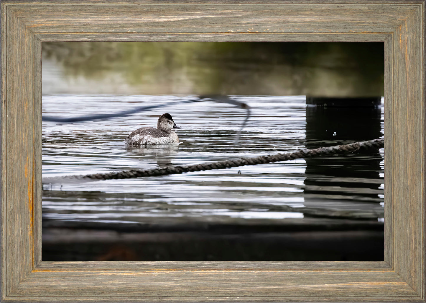 Ruddy Hen Under the Pier #1