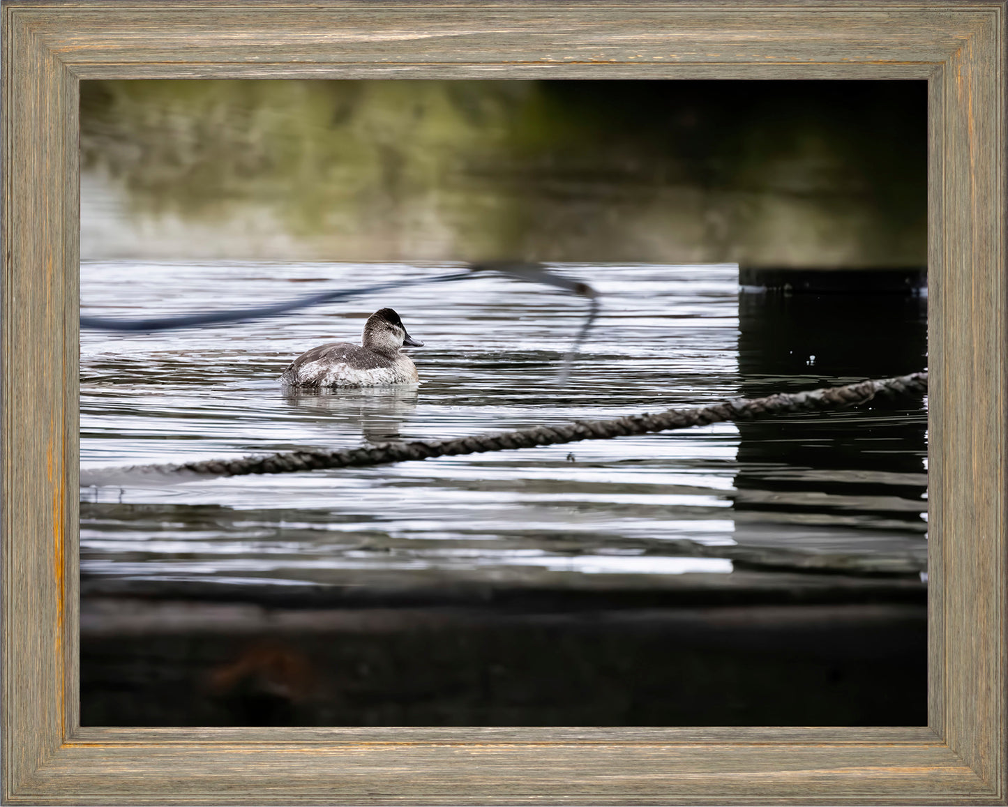 Ruddy Hen Under the Pier #1