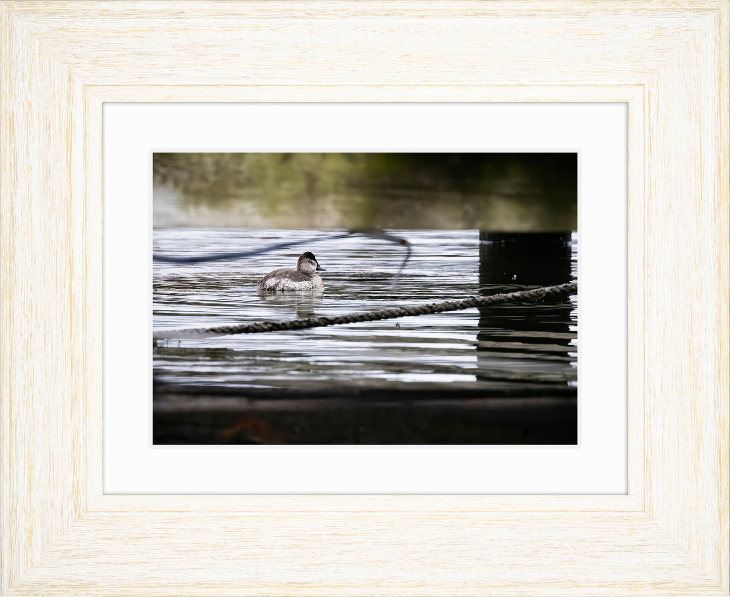Ruddy Hen Under the Pier #1
