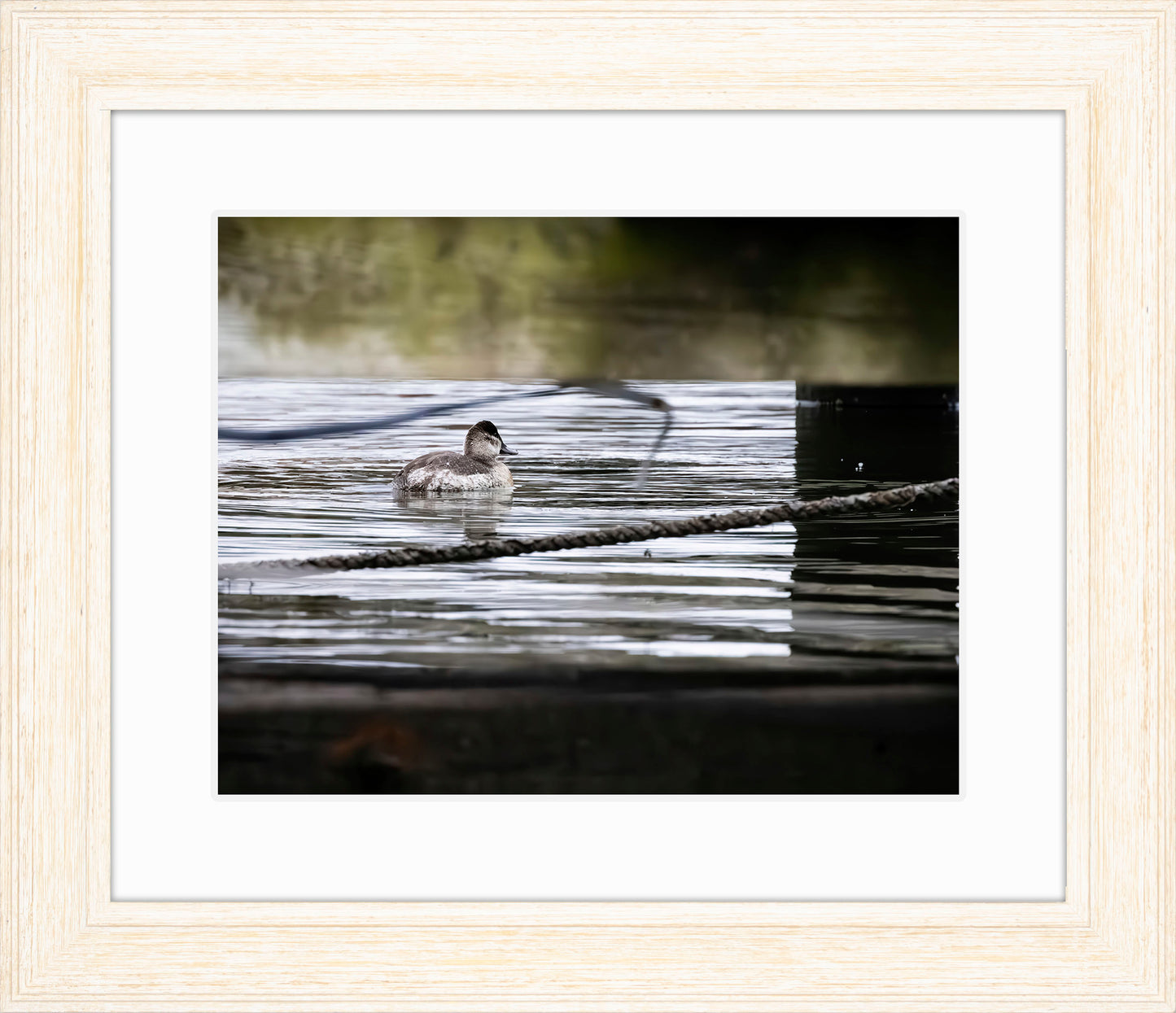 Ruddy Hen Under the Pier #1