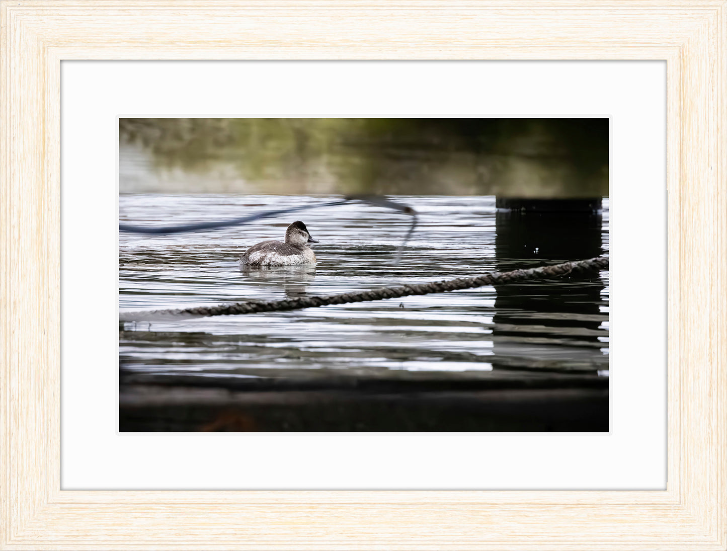 Ruddy Hen Under the Pier #1