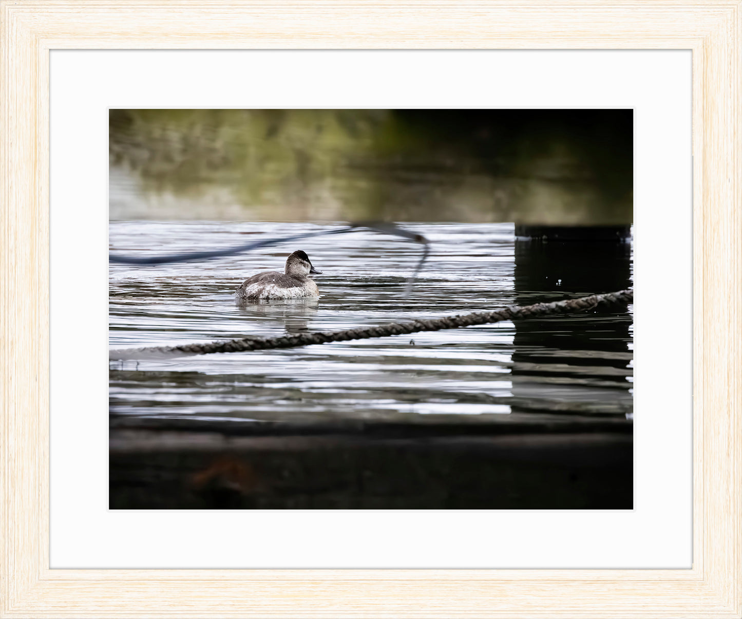 Ruddy Hen Under the Pier #1