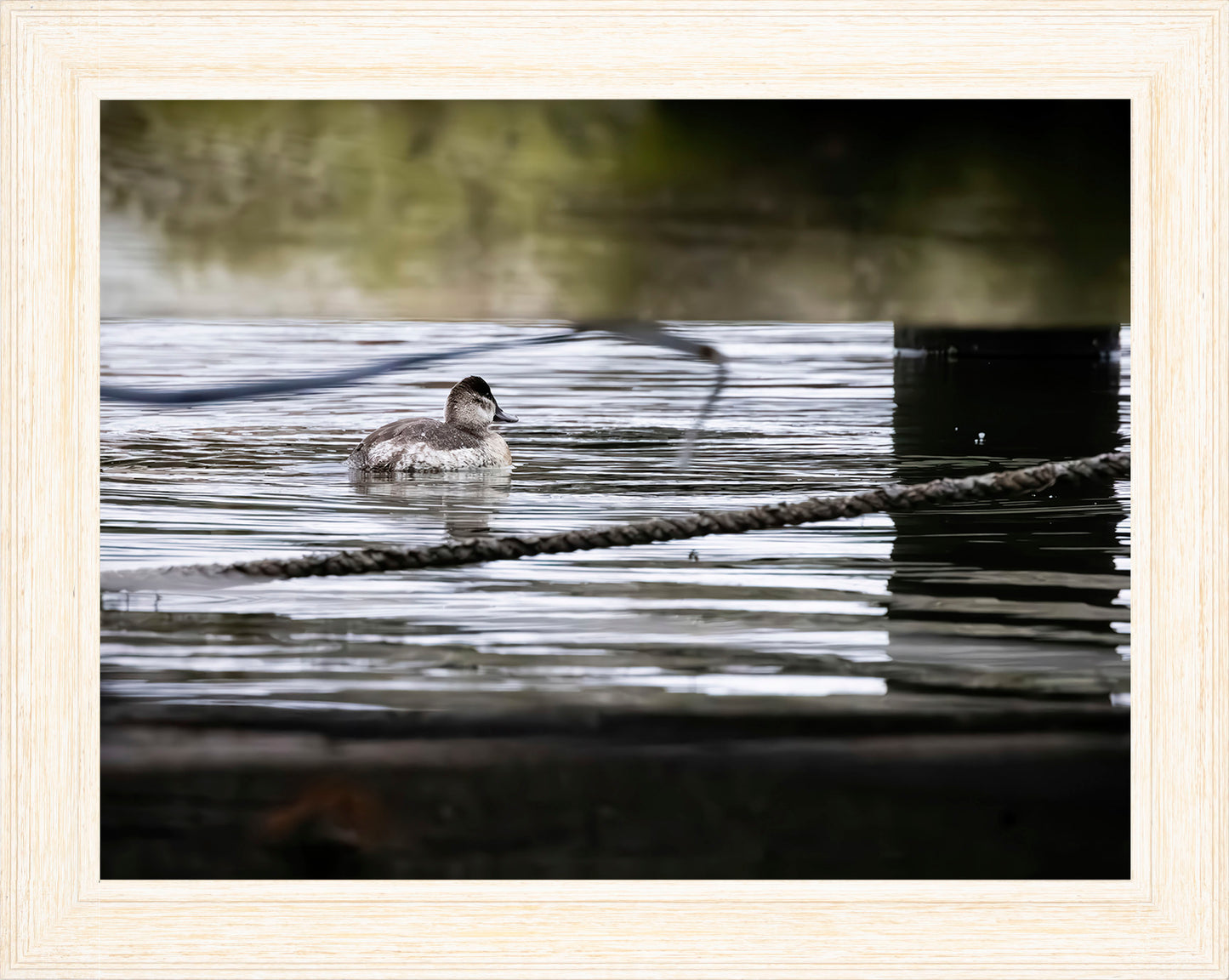 Ruddy Hen Under the Pier #1