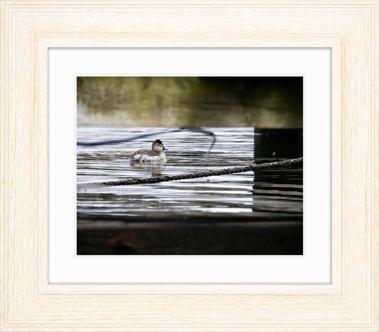 Ruddy Hen Under the Pier #1