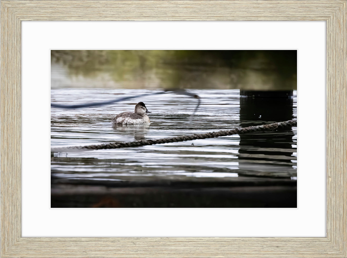 Ruddy Hen Under the Pier #1