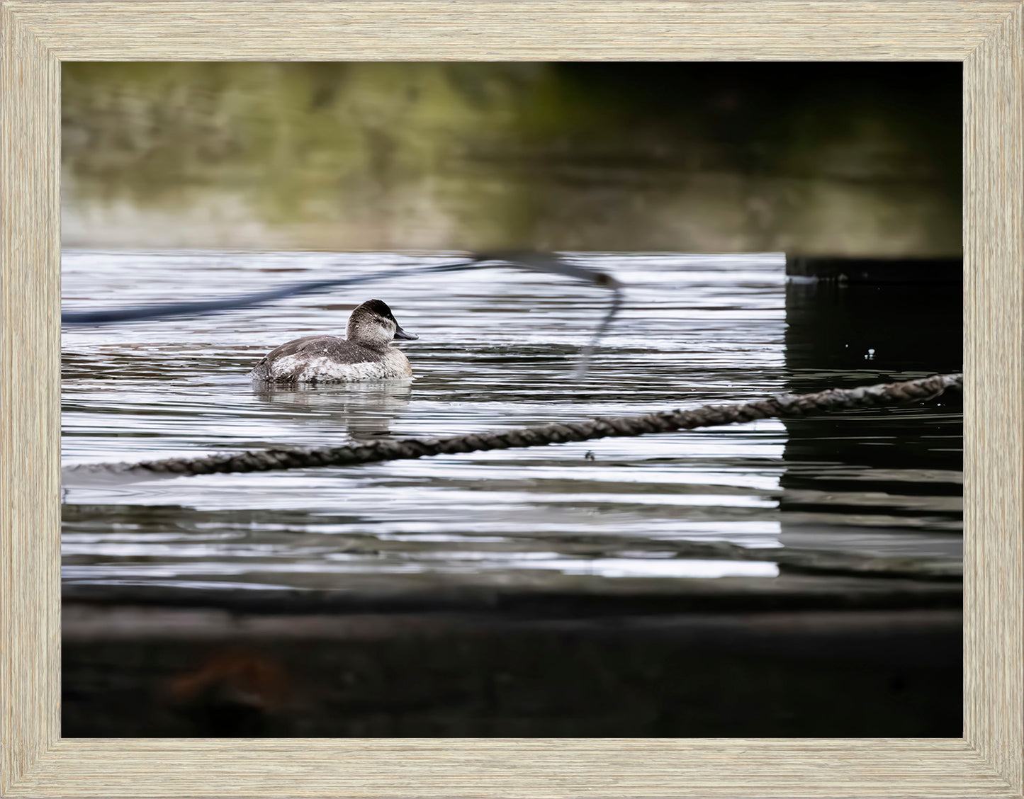 Ruddy Hen Under the Pier #1