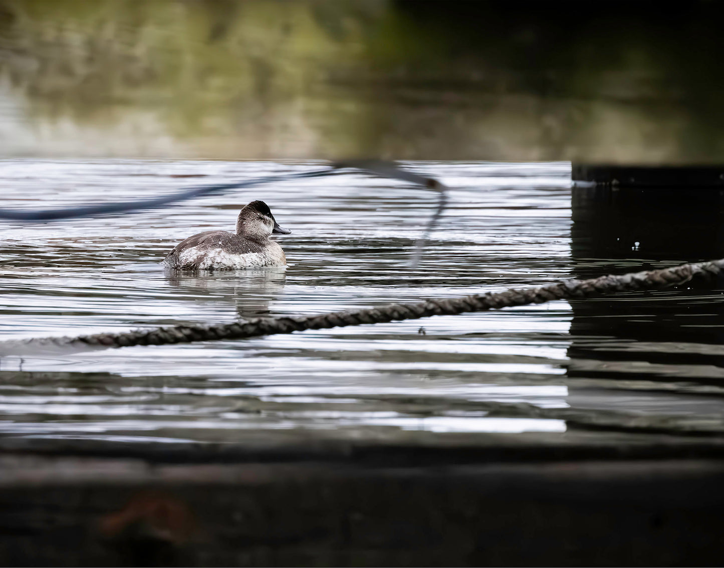 Ruddy Hen Under the Pier #1