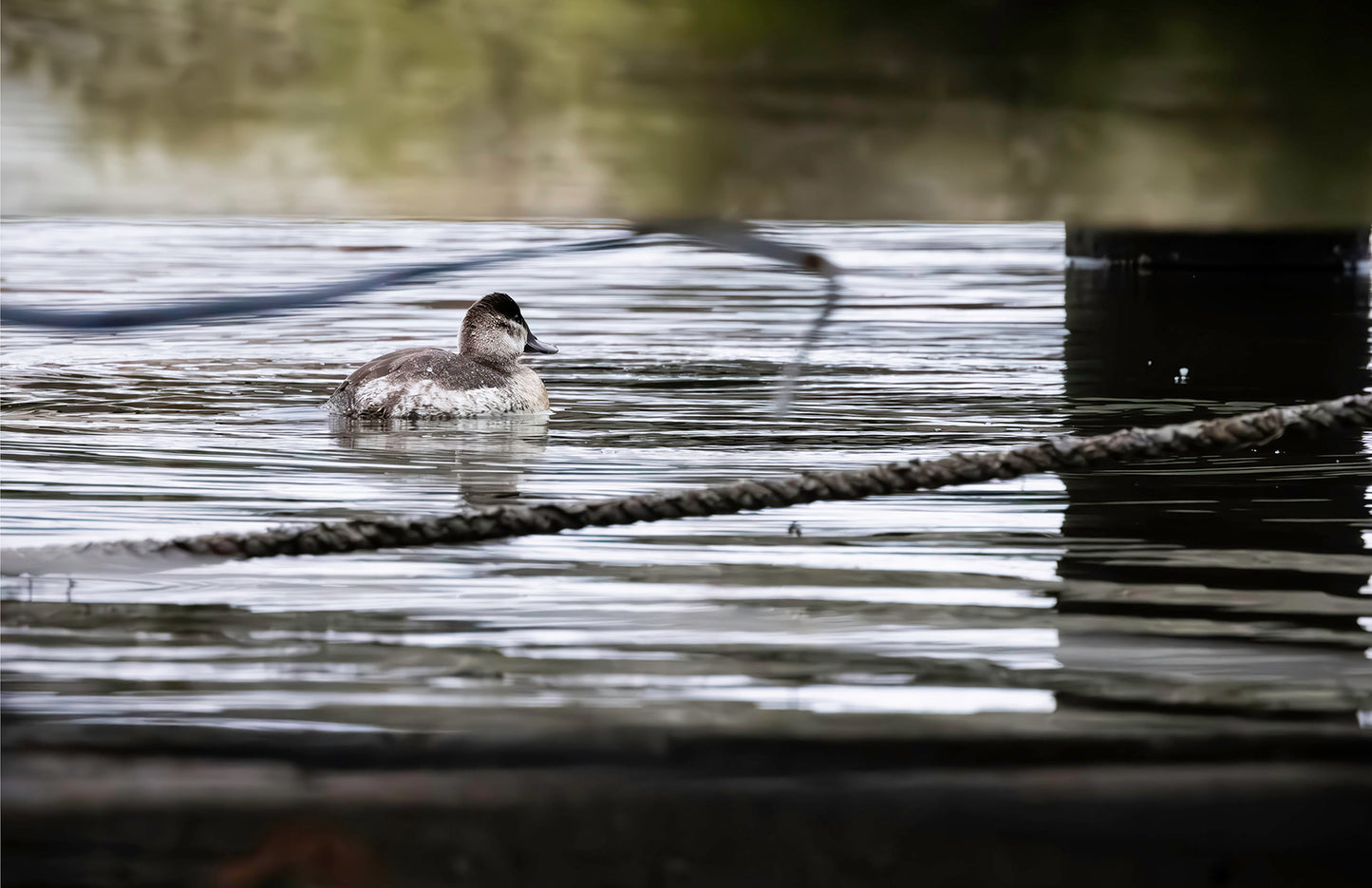 Ruddy Hen Under the Pier #1