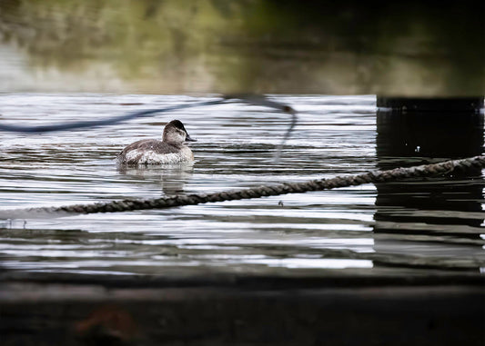 Ruddy Hen Under the Pier #1