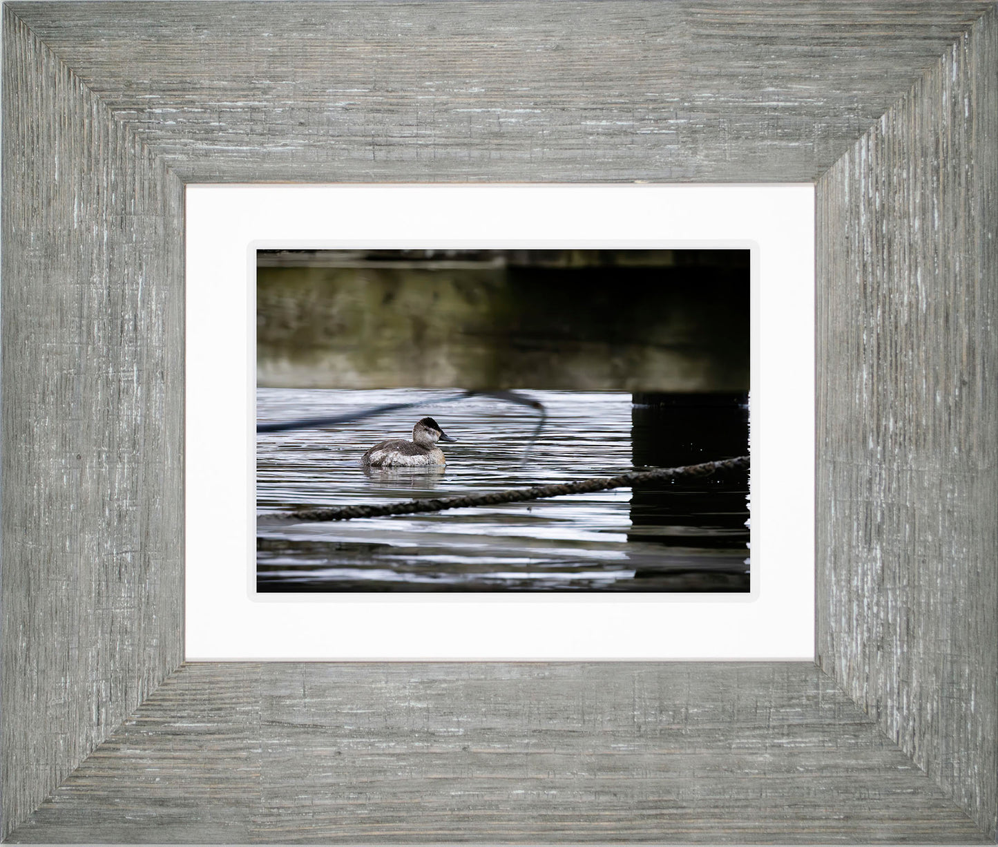 Ruddy Hen Under the Pier #2