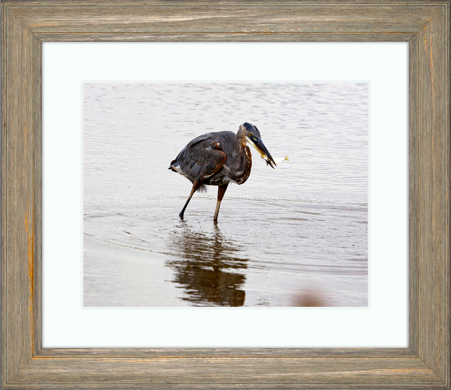 Small Catch at Blackwater -- Digital Print