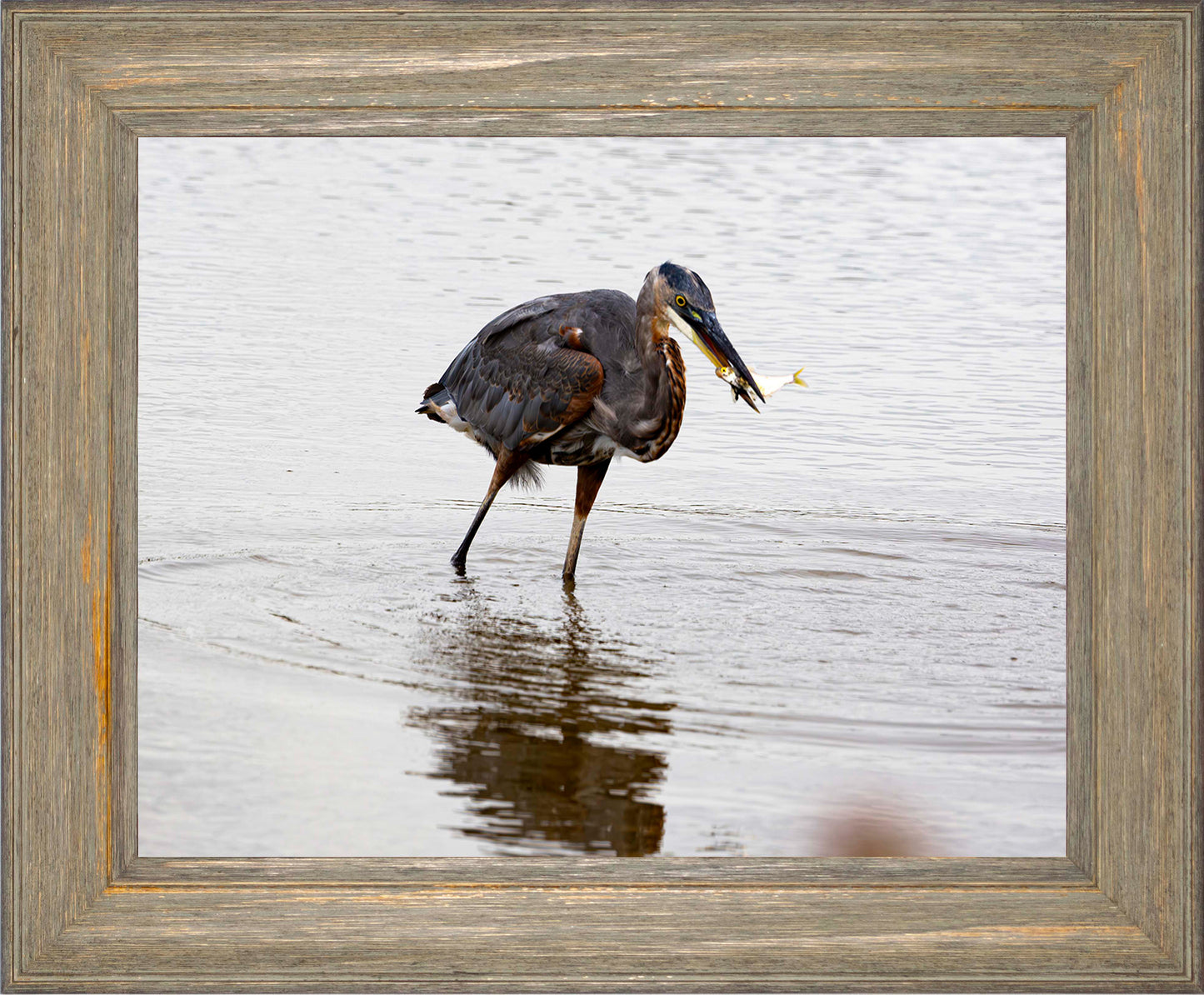Small Catch at Blackwater -- Digital Print