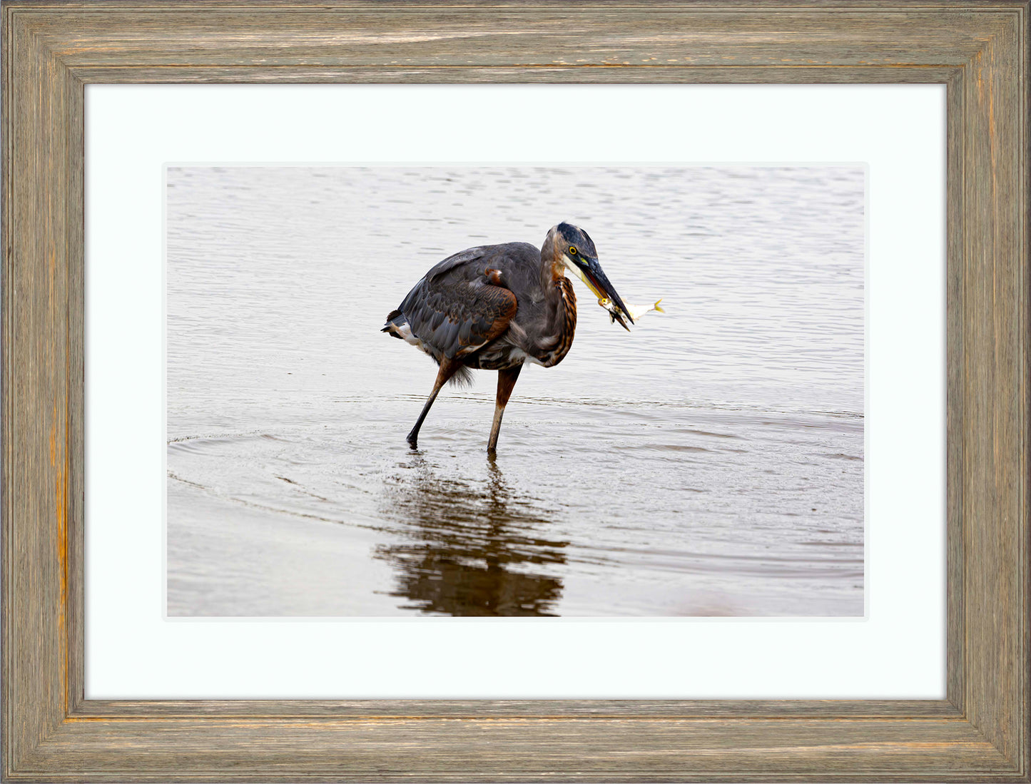 Small Catch at Blackwater -- Digital Print