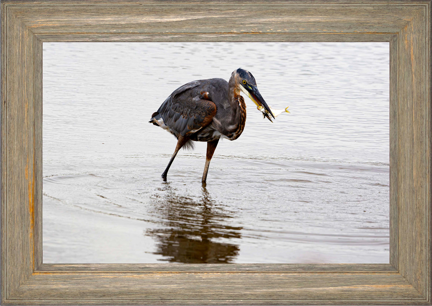 Small Catch at Blackwater -- Digital Print
