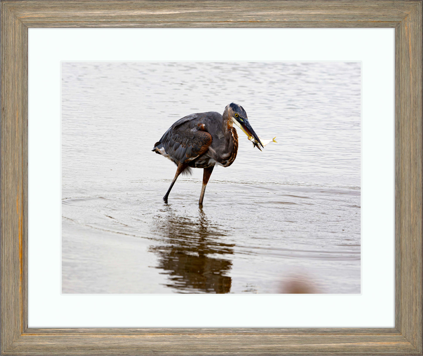 Small Catch at Blackwater -- Digital Print