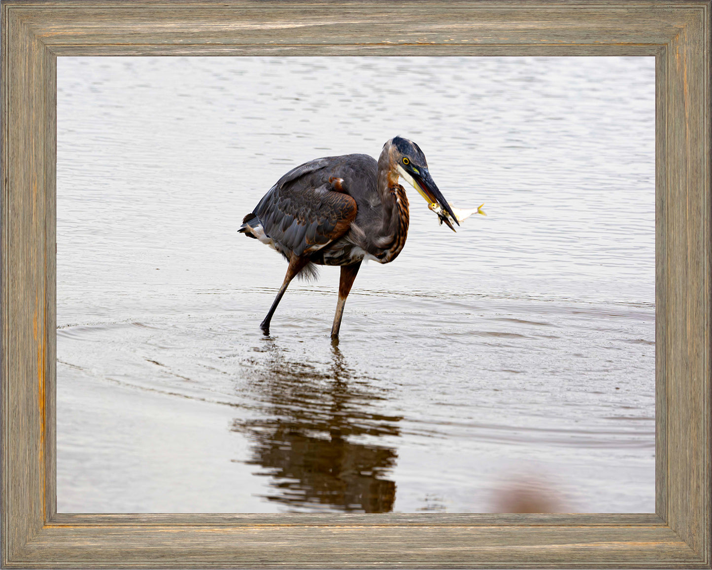 Small Catch at Blackwater -- Digital Print