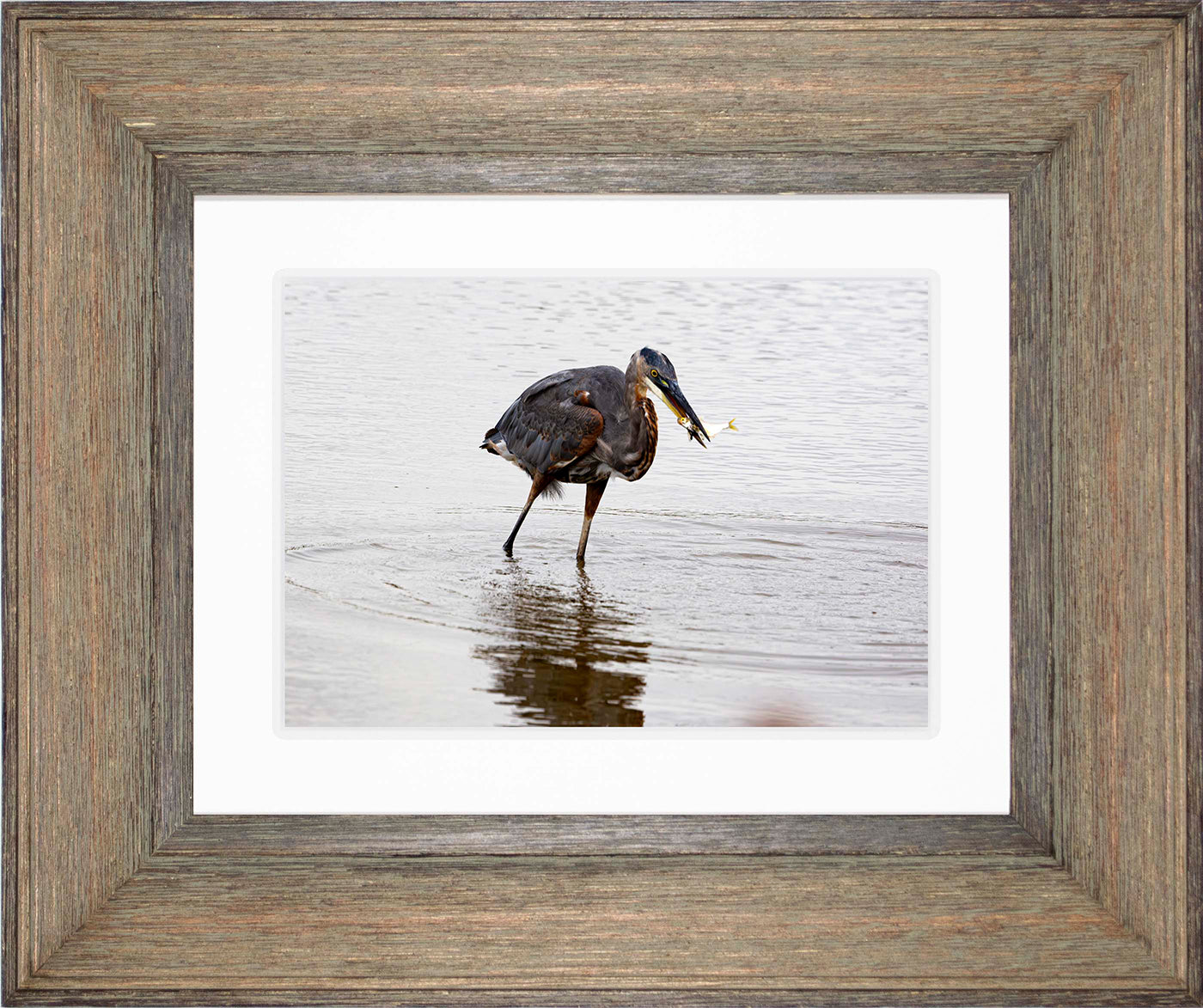 Small Catch at Blackwater -- Digital Print