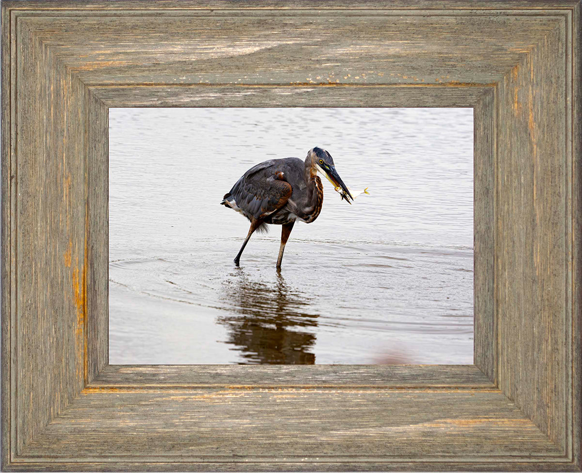 Small Catch at Blackwater -- Digital Print