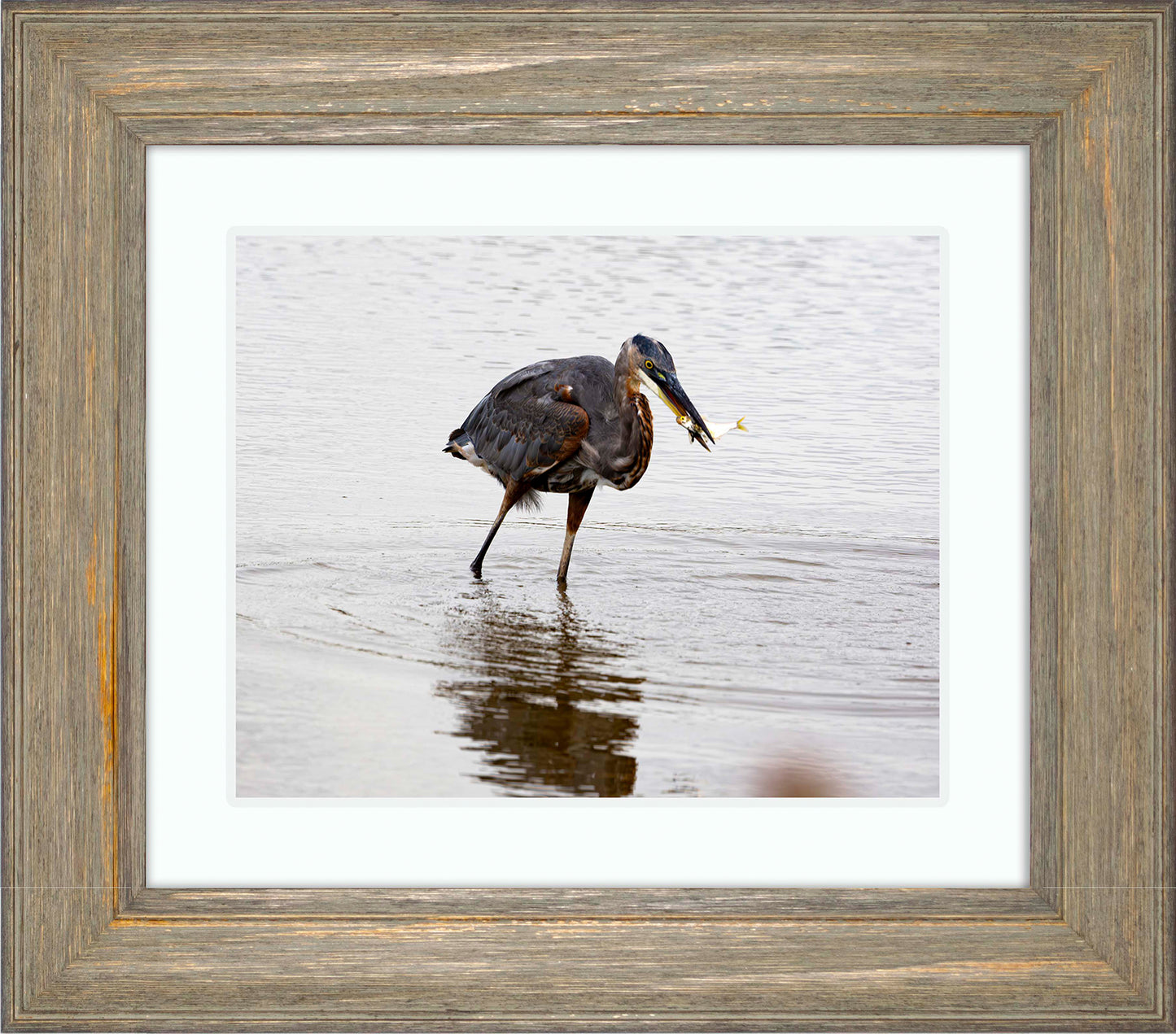 Small Catch at Blackwater -- Digital Print