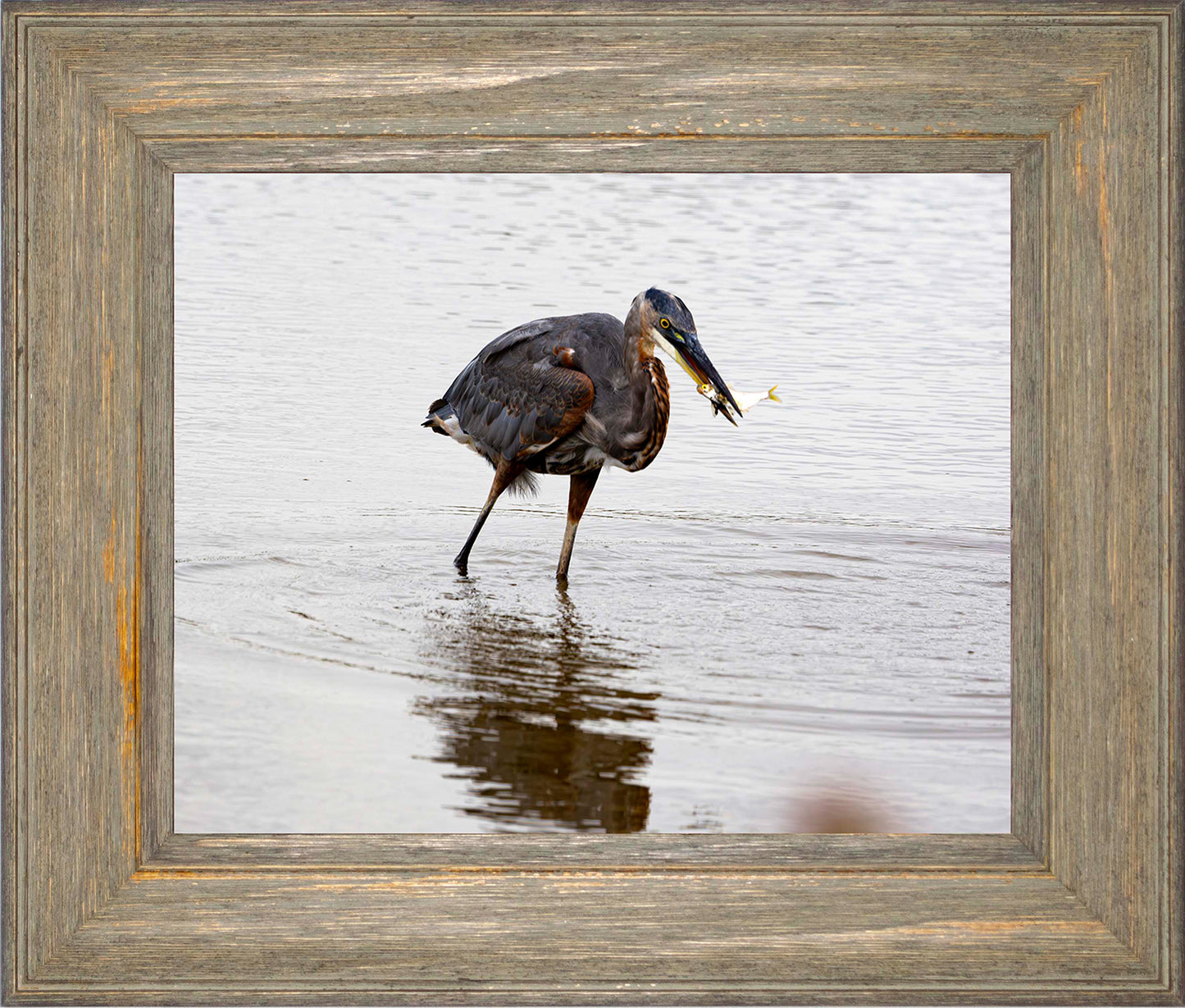 Small Catch at Blackwater -- Digital Print