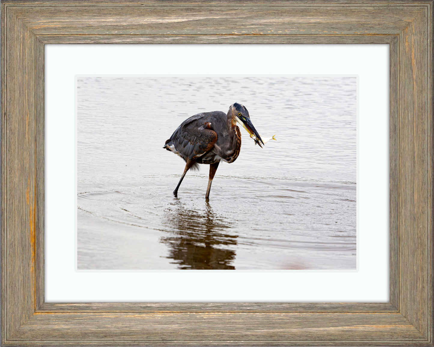 Small Catch at Blackwater -- Digital Print