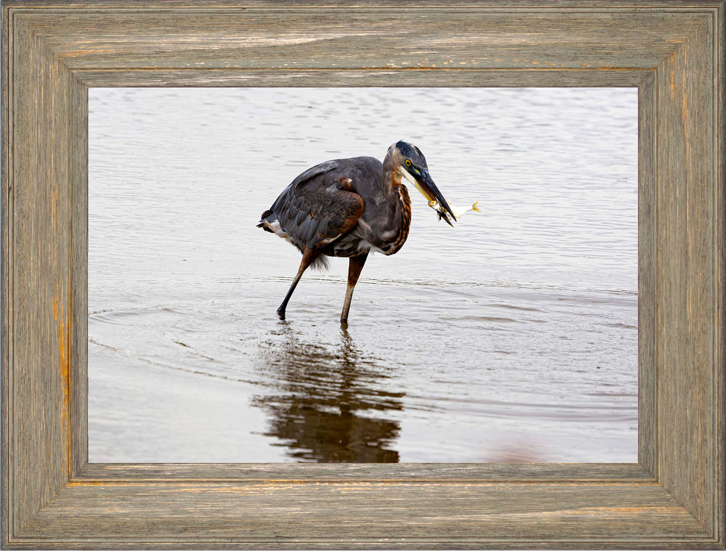 Small Catch at Blackwater -- Digital Print