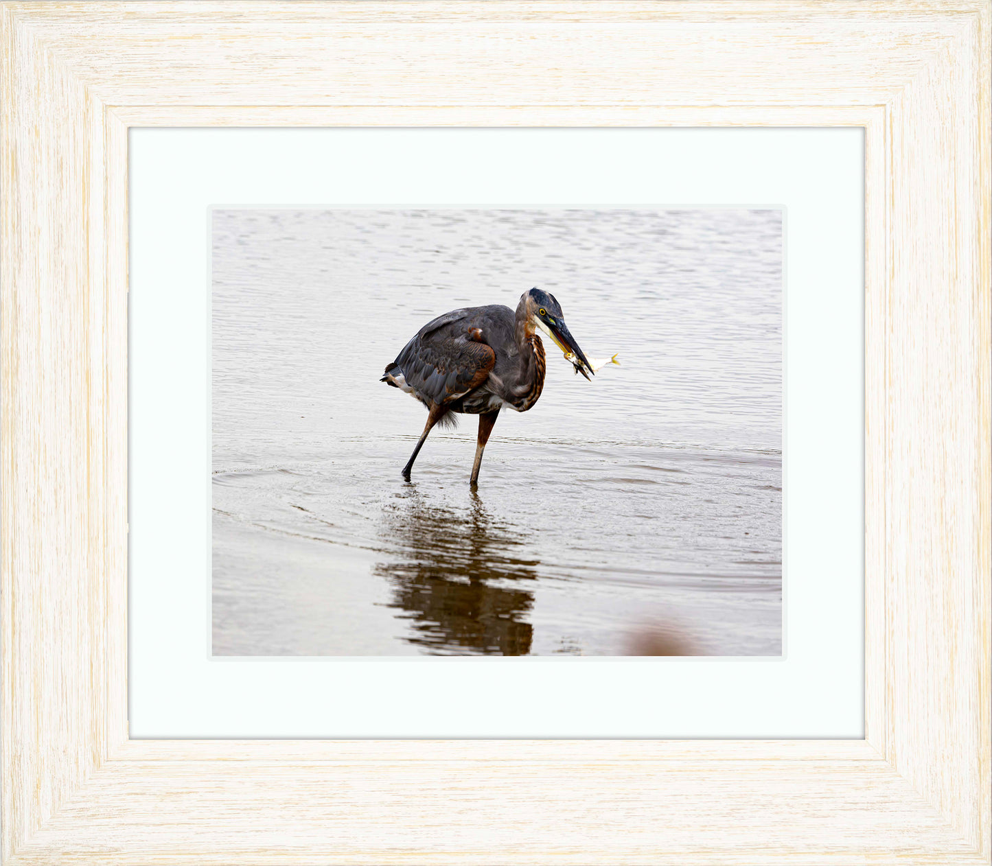 Small Catch at Blackwater -- Digital Print