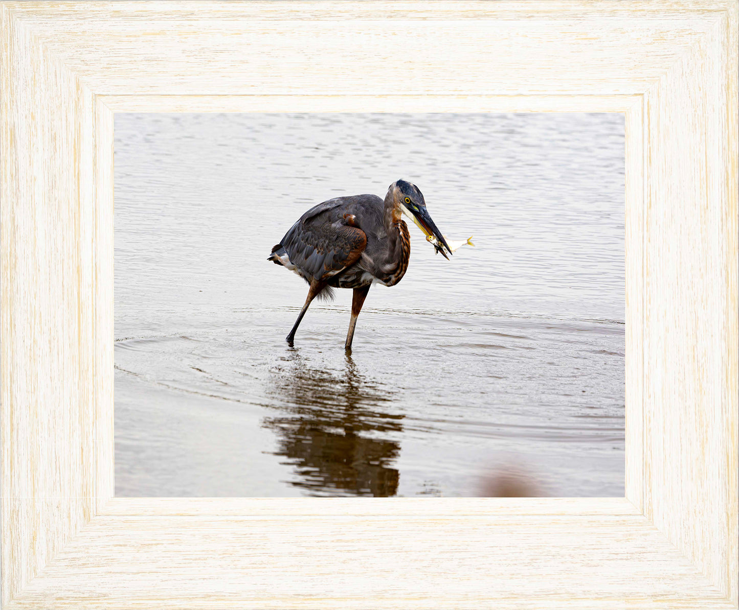 Small Catch at Blackwater -- Digital Print