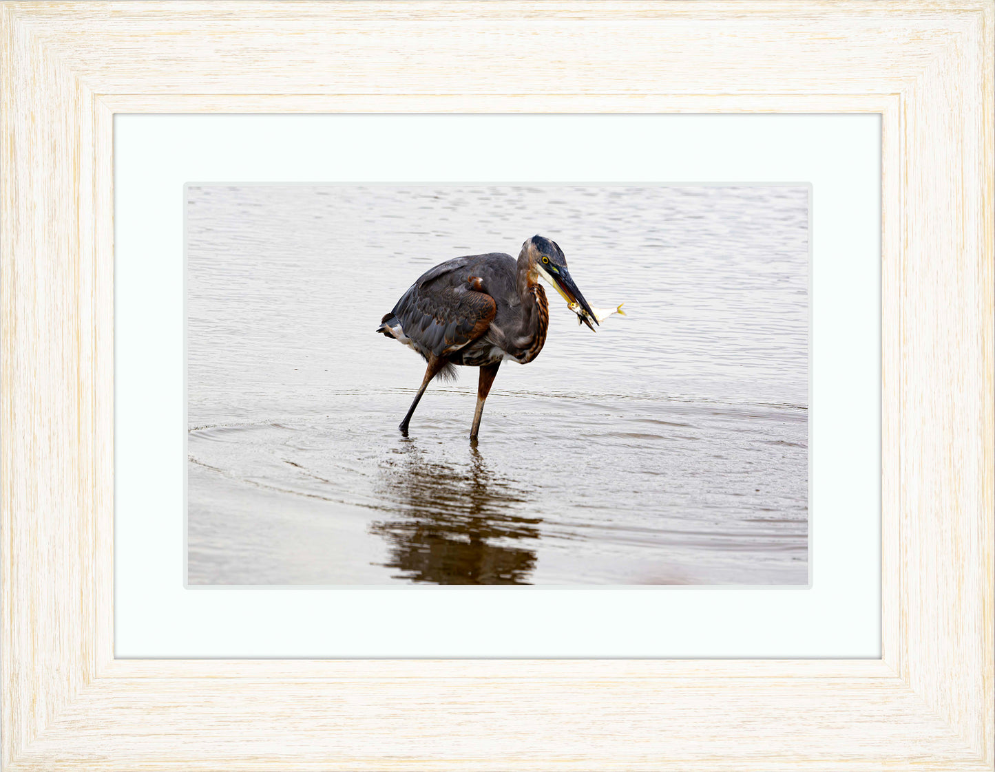 Small Catch at Blackwater -- Digital Print