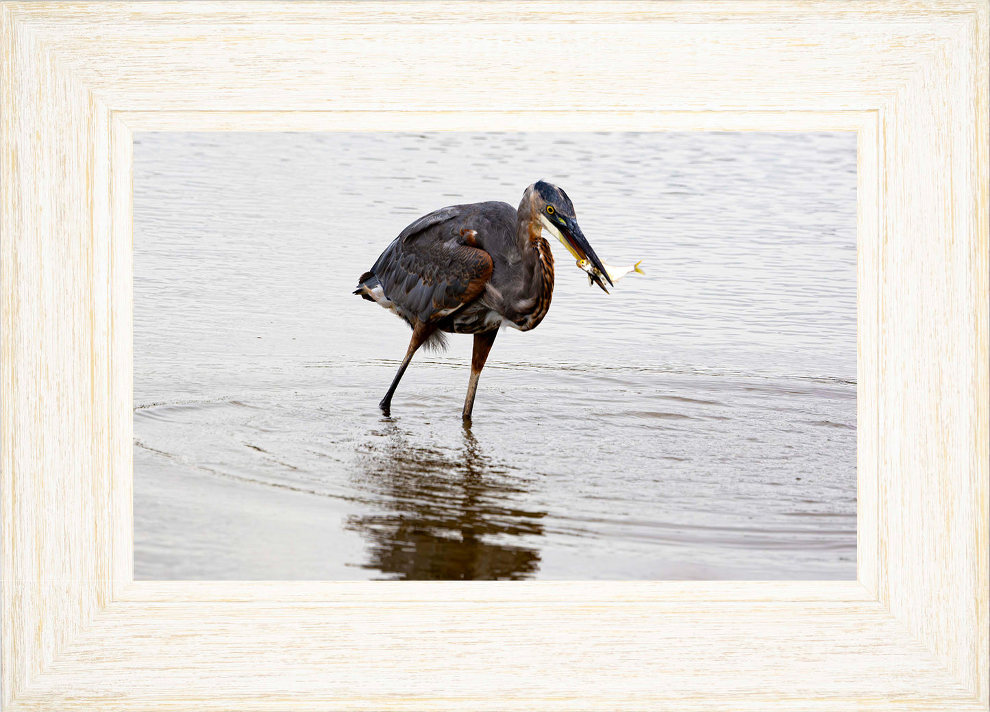 Small Catch at Blackwater -- Digital Print