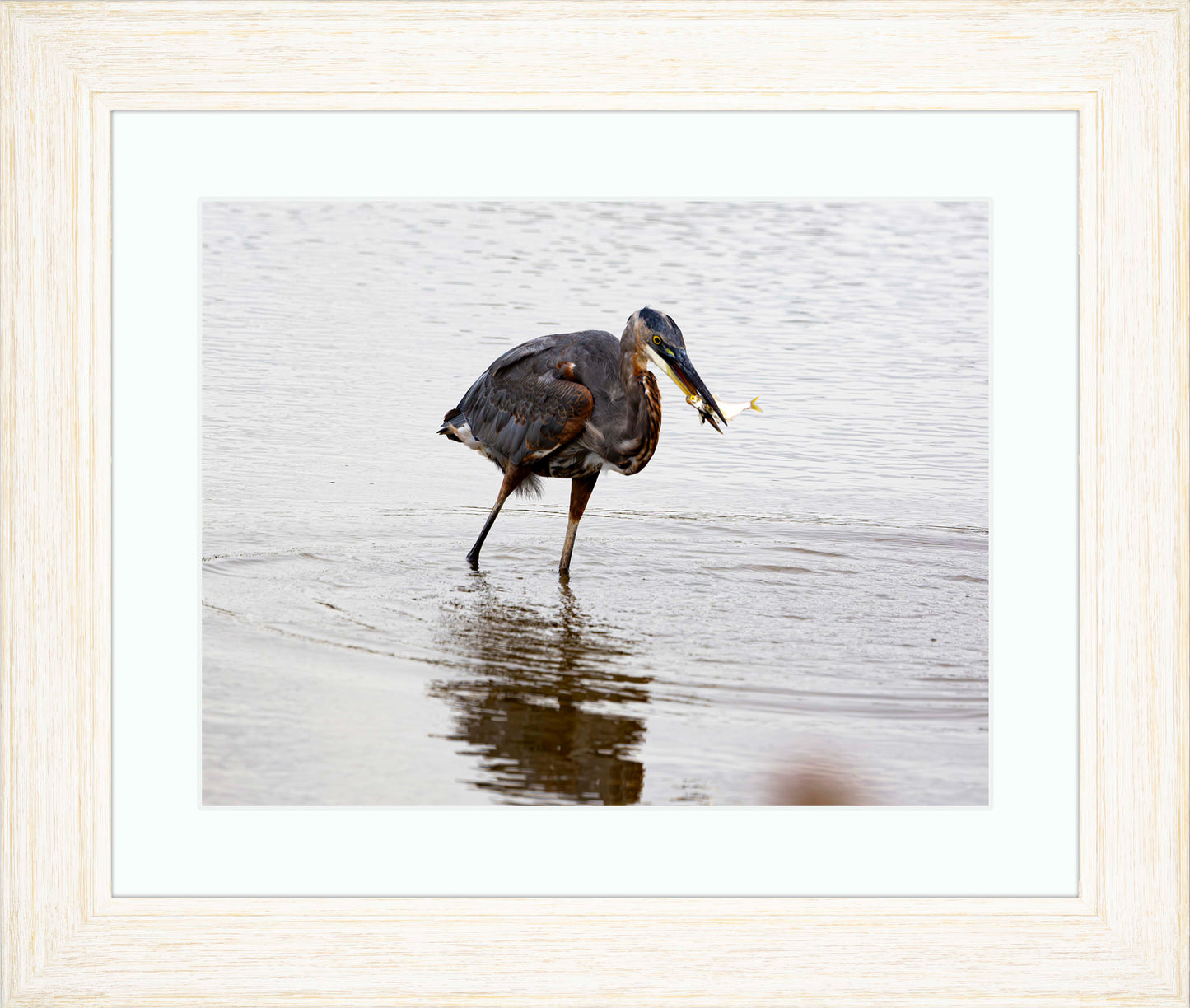 Small Catch at Blackwater -- Digital Print