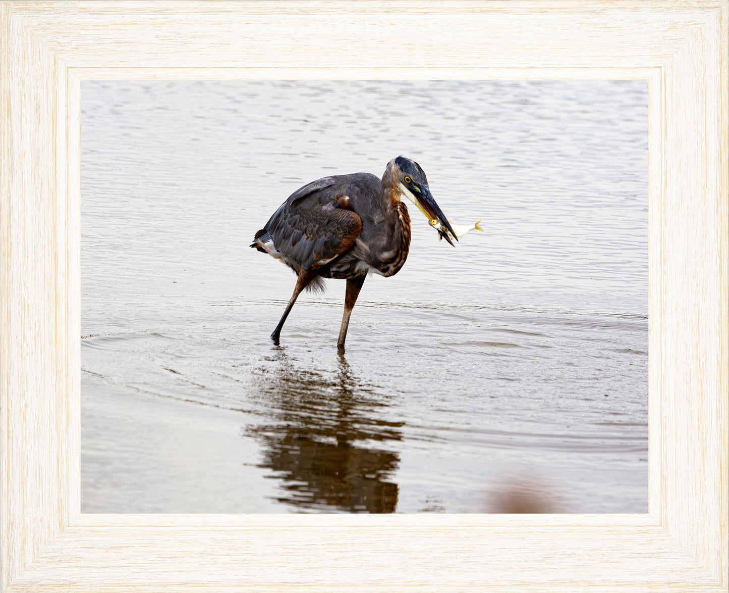 Small Catch at Blackwater -- Digital Print