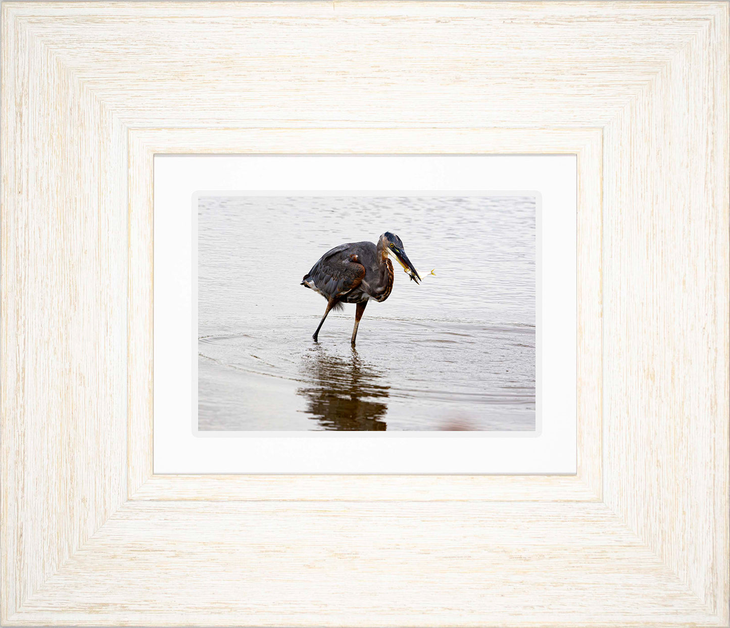 Small Catch at Blackwater -- Digital Print