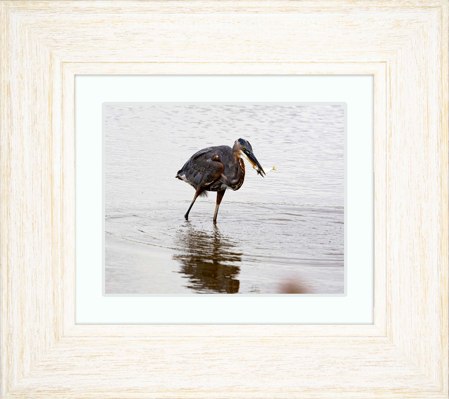 Small Catch at Blackwater -- Digital Print