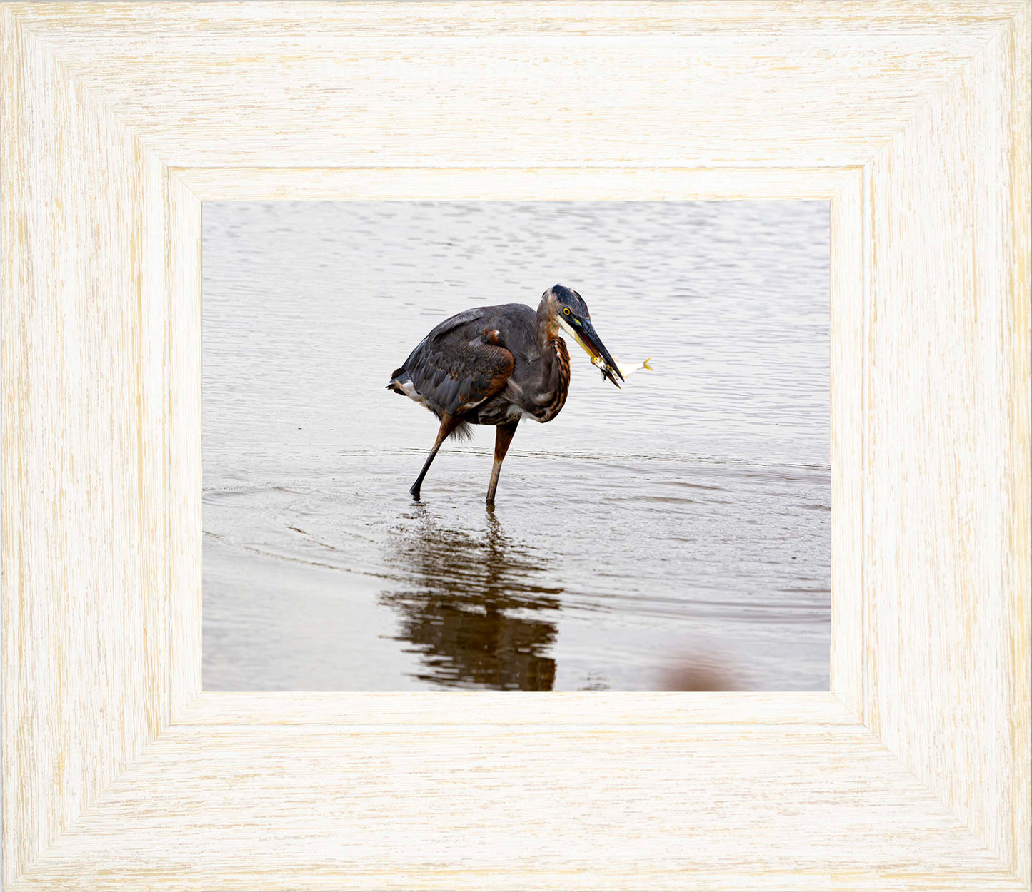 Small Catch at Blackwater -- Digital Print