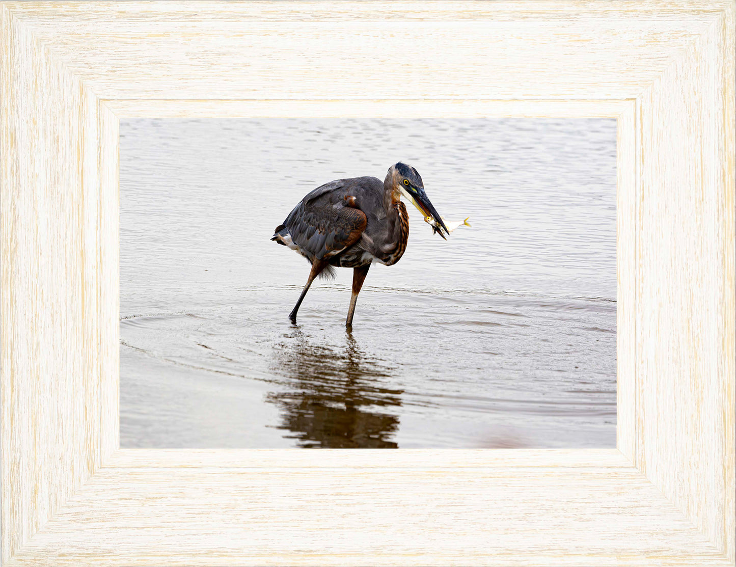 Small Catch at Blackwater -- Digital Print
