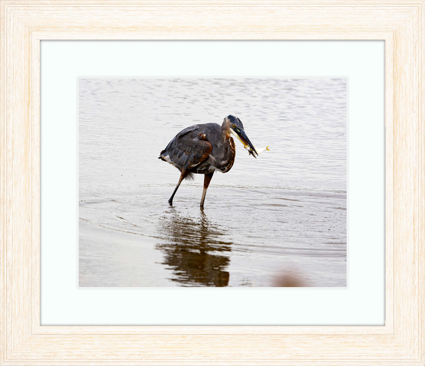 Small Catch at Blackwater -- Digital Print