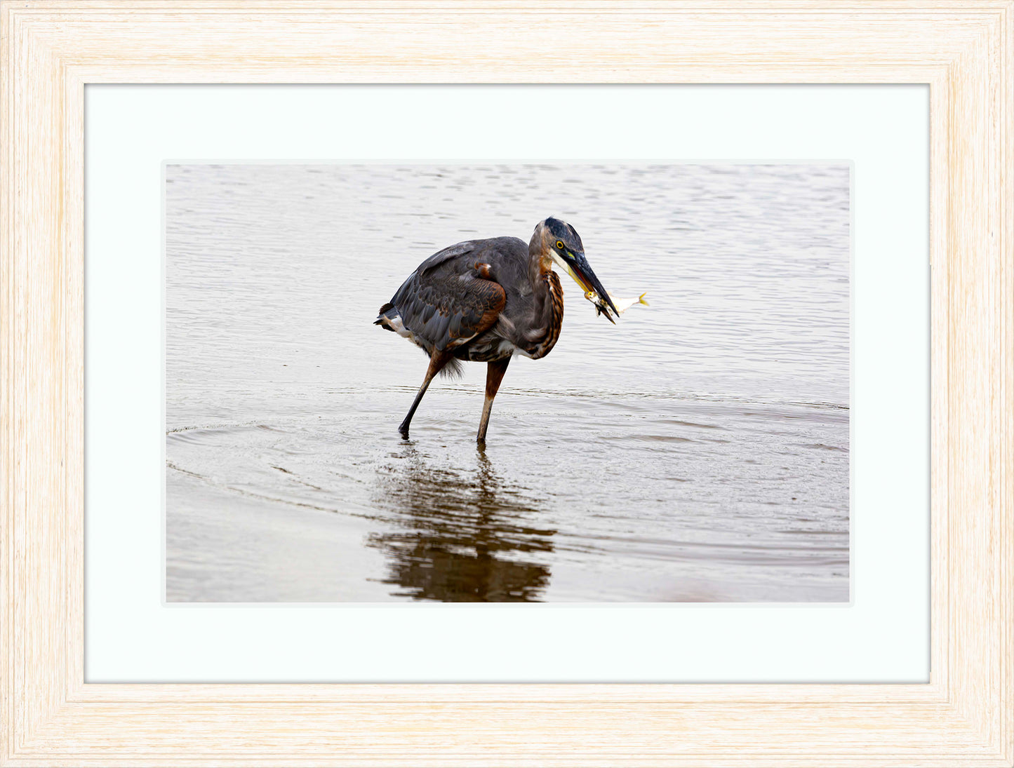 Small Catch at Blackwater -- Digital Print
