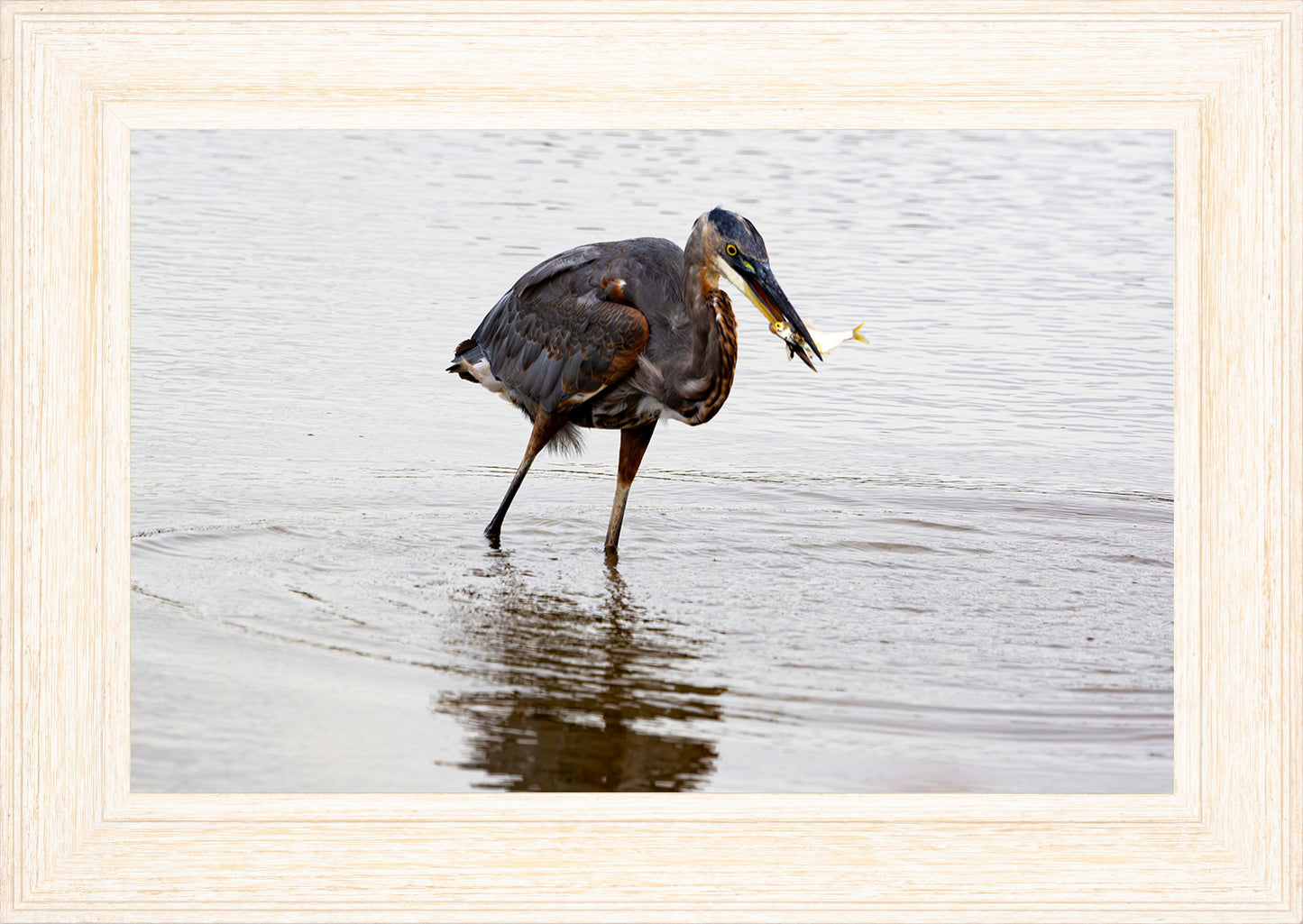 Small Catch at Blackwater -- Digital Print