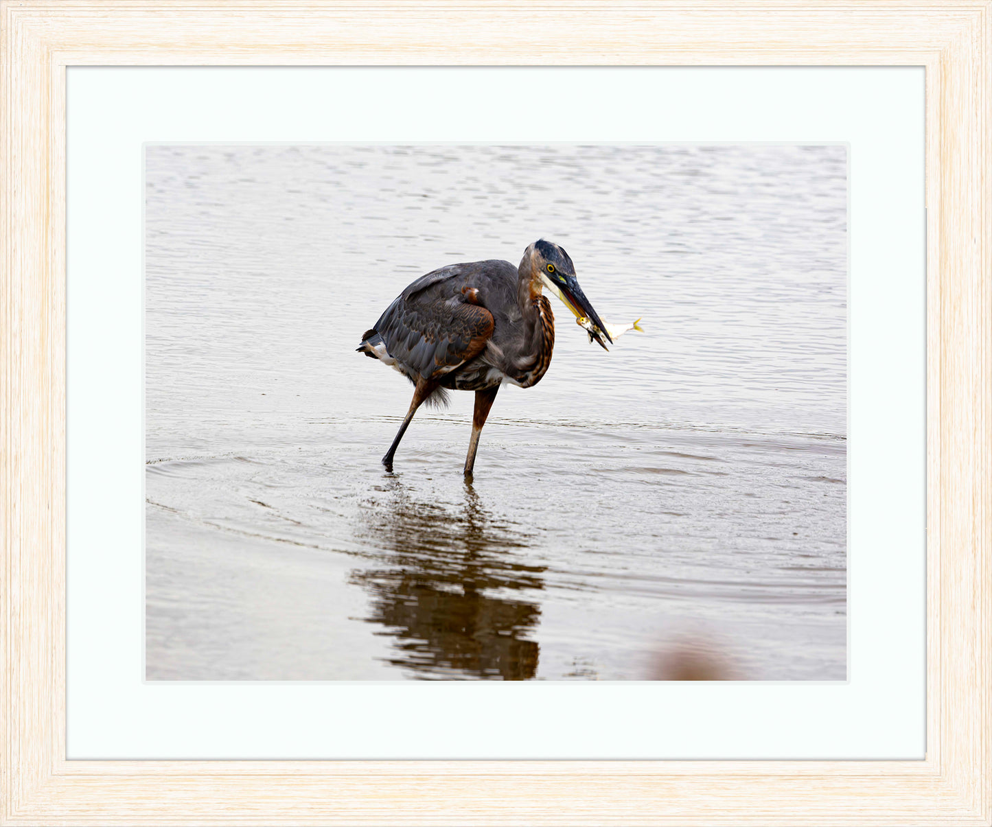 Small Catch at Blackwater -- Digital Print