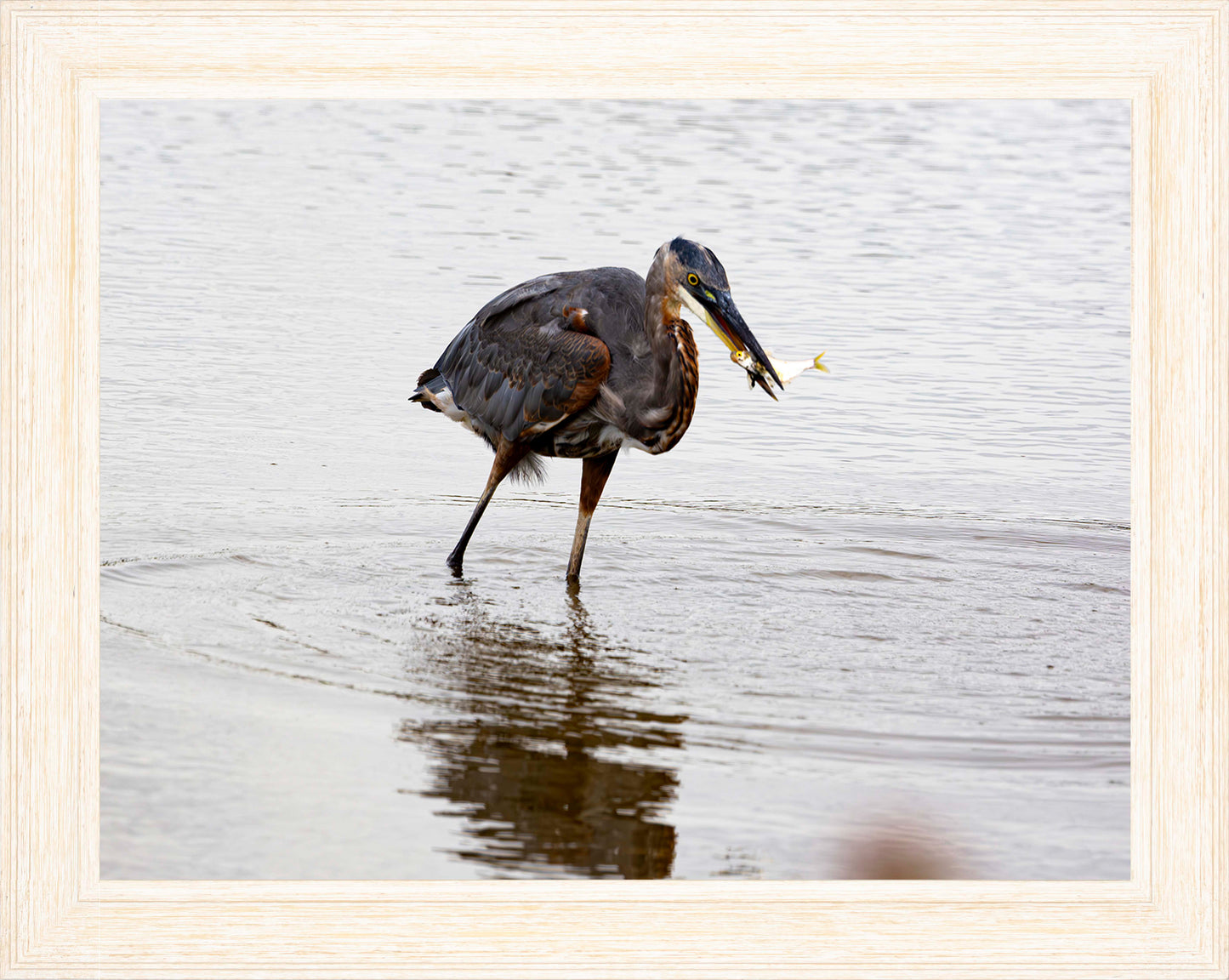 Small Catch at Blackwater -- Digital Print