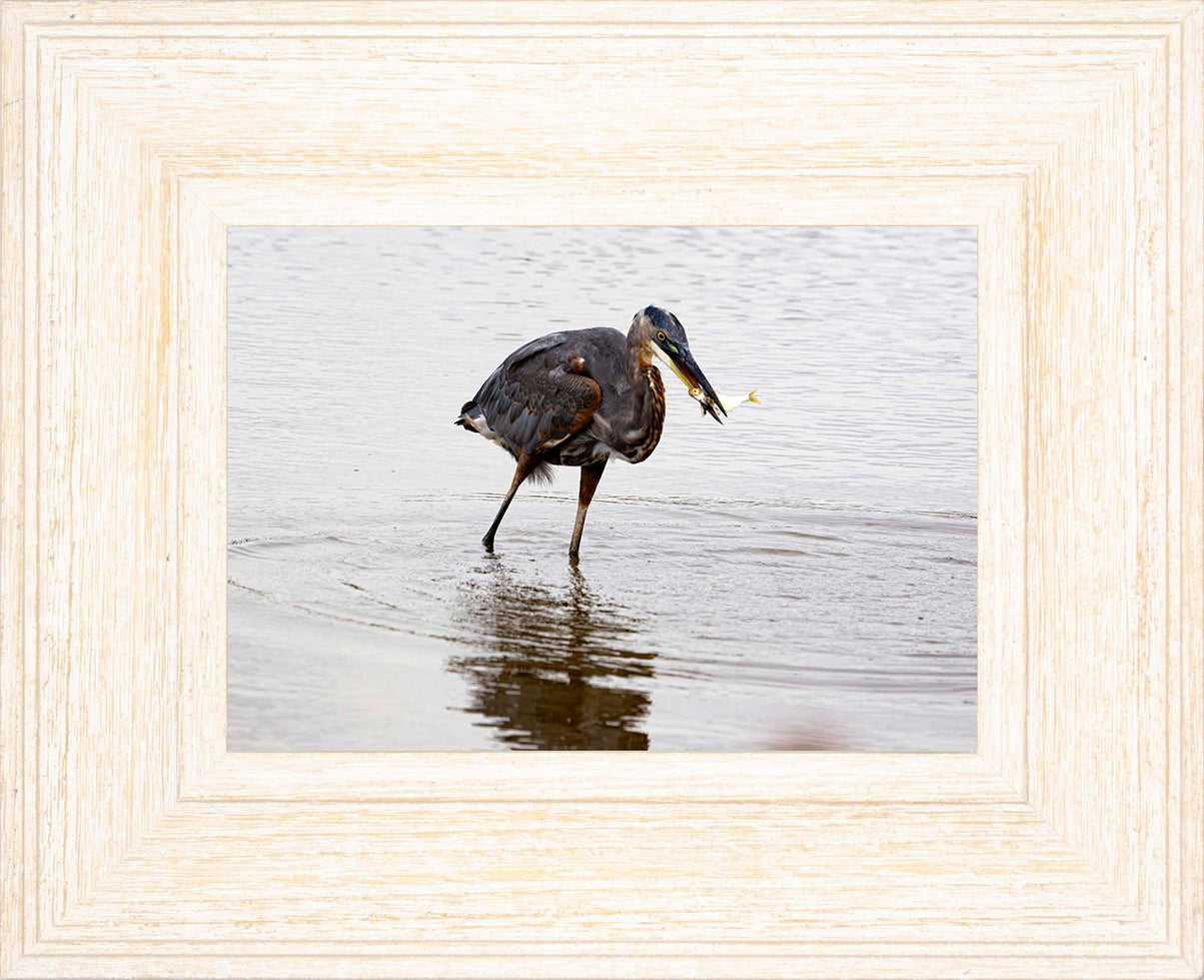 Small Catch at Blackwater -- Digital Print
