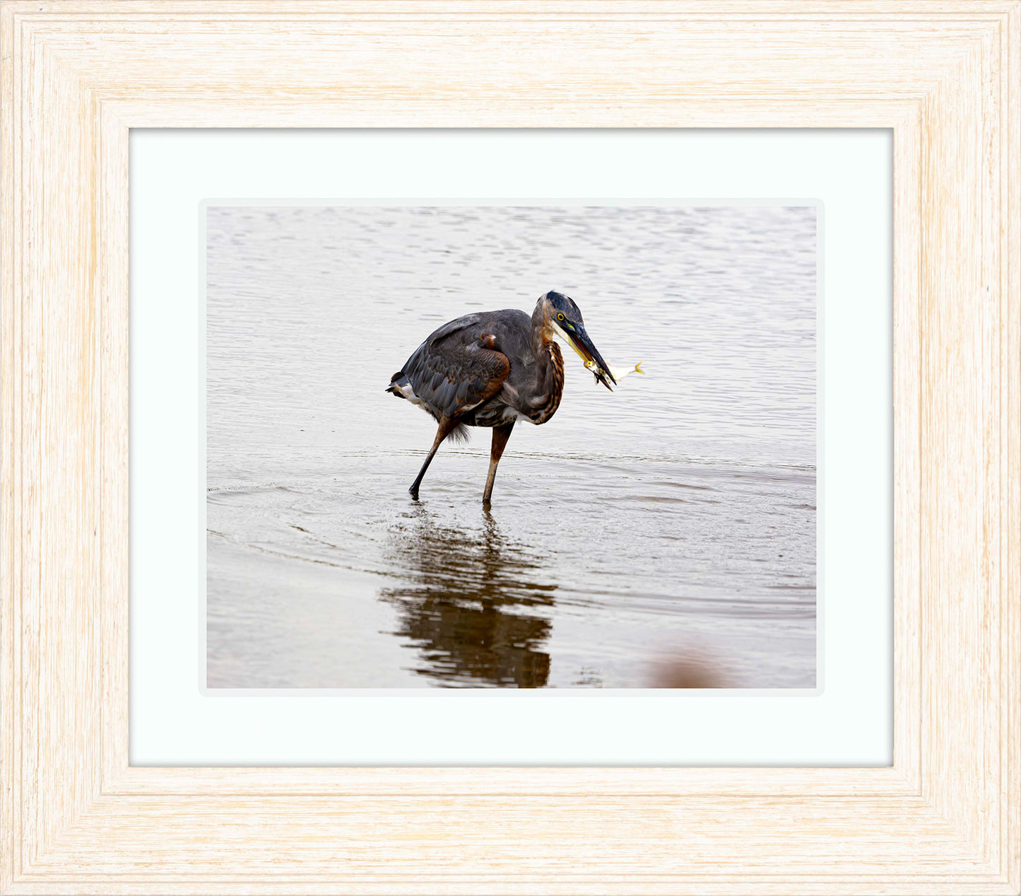 Small Catch at Blackwater -- Digital Print