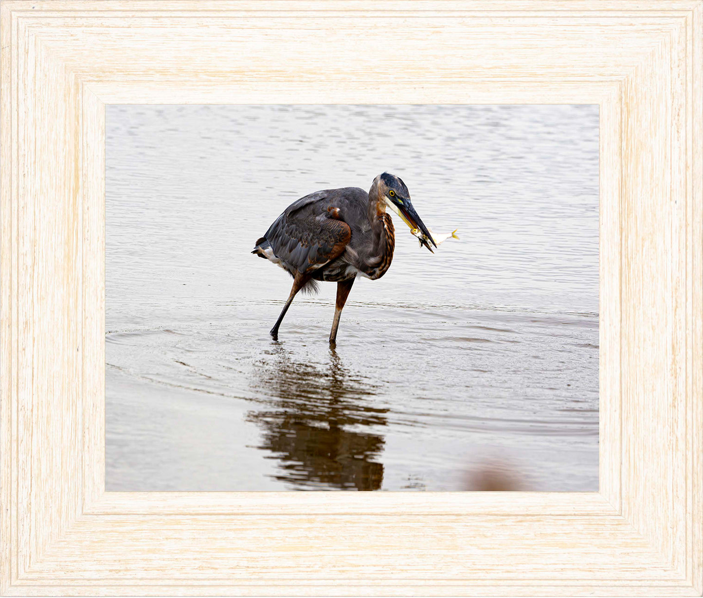 Small Catch at Blackwater -- Digital Print